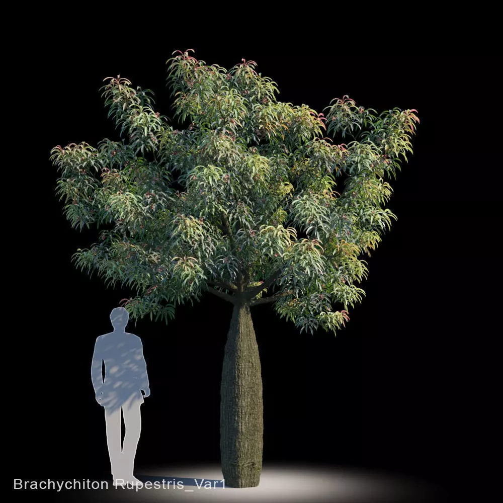 Brachychiton Rupestris Var1 3D model_0