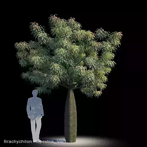 Brachychiton Rupestris Var1