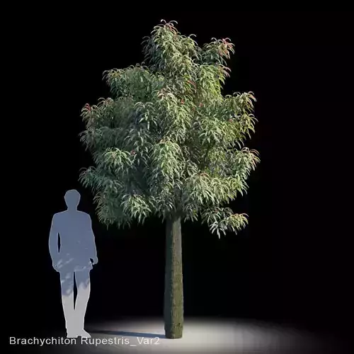 Brachychiton Rupestris Var2