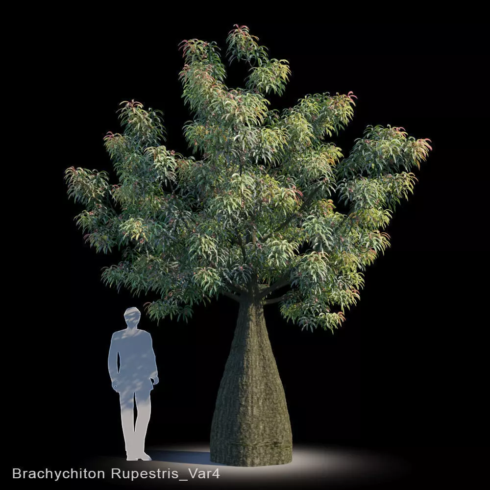 Brachychiton Rupestris Var4 3D model_0