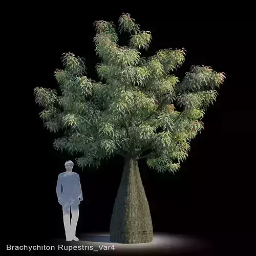 Brachychiton Rupestris Var4