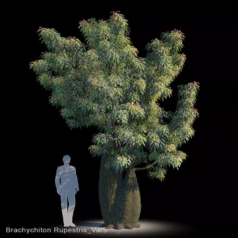 Brachychiton Rupestris Var5 3D model_0