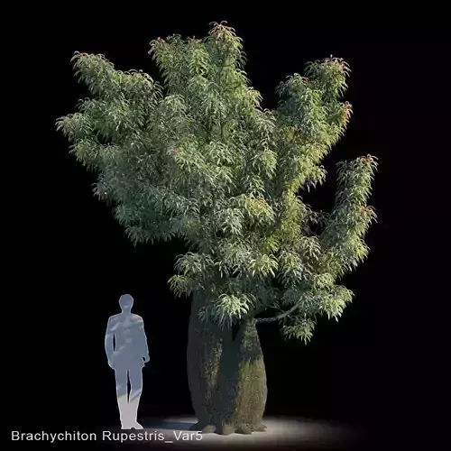 Brachychiton Rupestris Var5