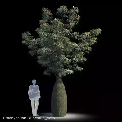 Brachychiton Rupestris Var6