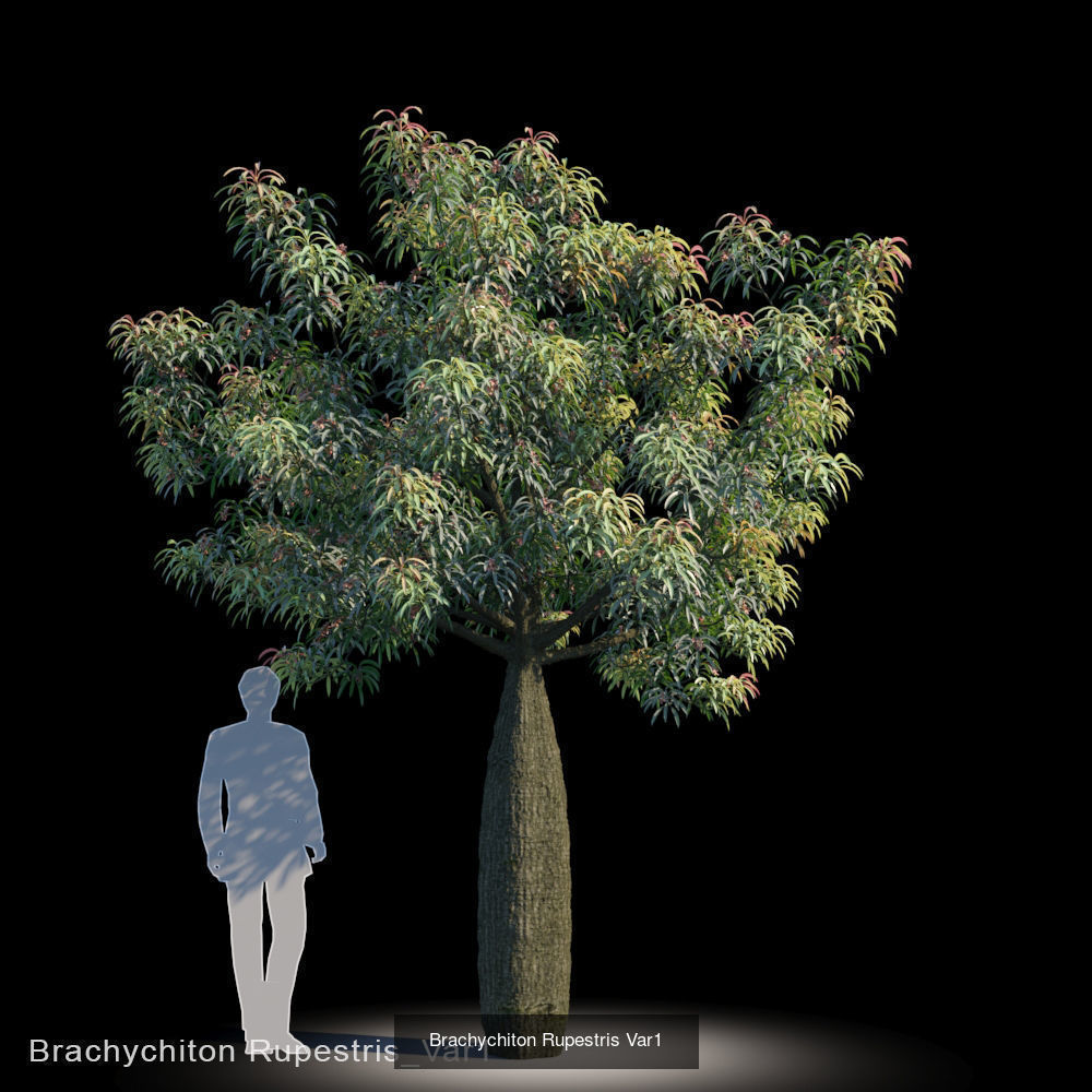 Brachychiton Rupestris 3D Model Collection_1