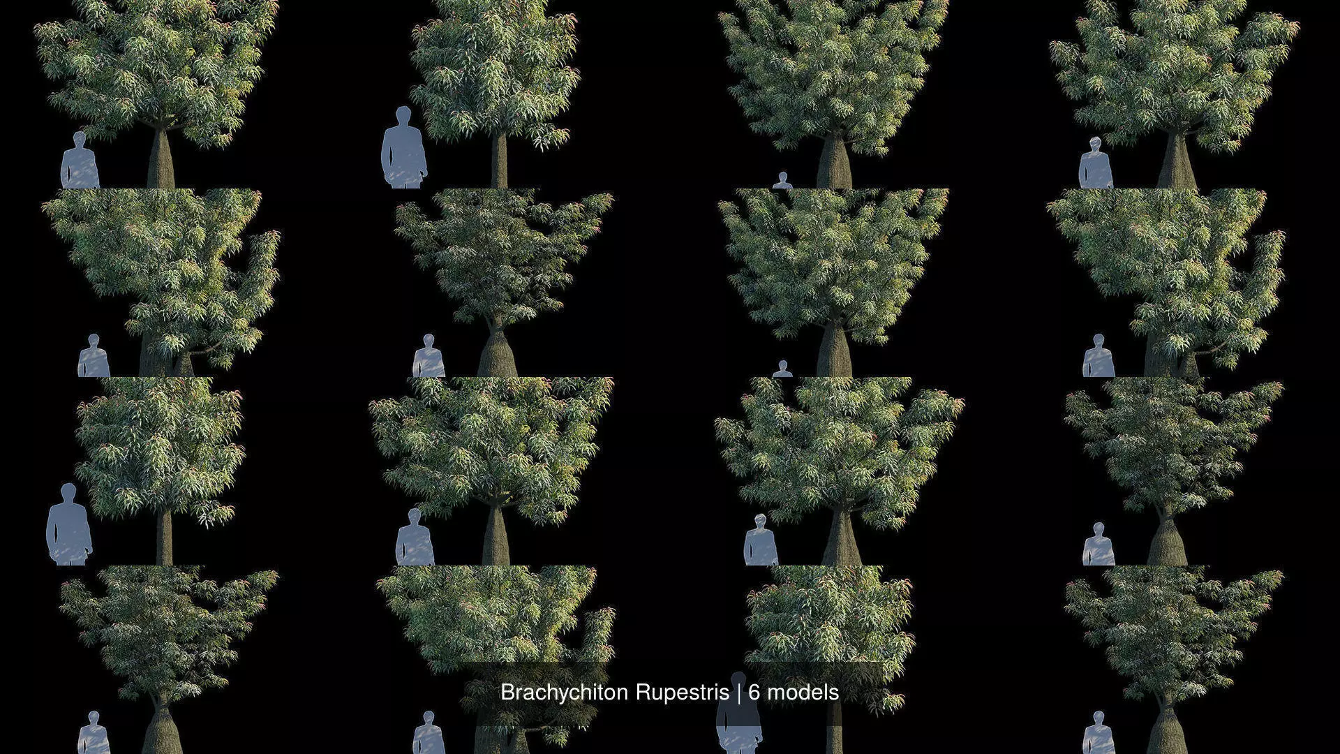 Brachychiton Rupestris 3D Model Collection_0