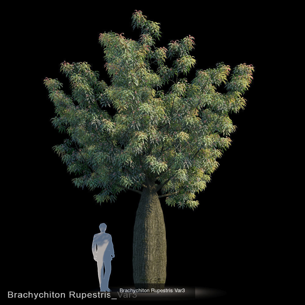 Brachychiton Rupestris 3D Model Collection_3