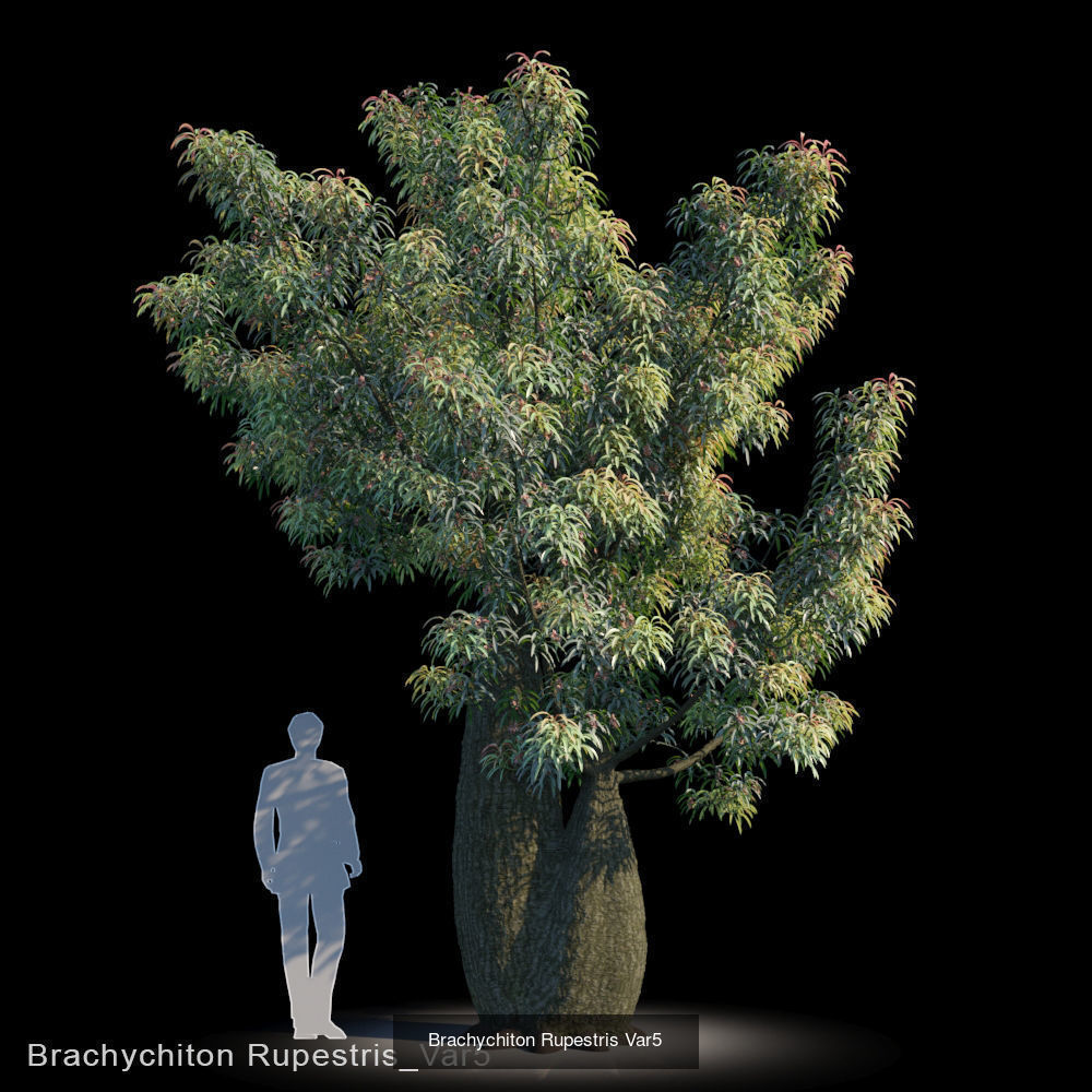 Brachychiton Rupestris 3D Model Collection_5