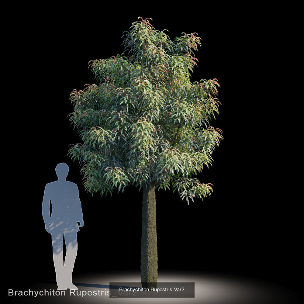 Brachychiton Rupestris 3D Model Collection_2