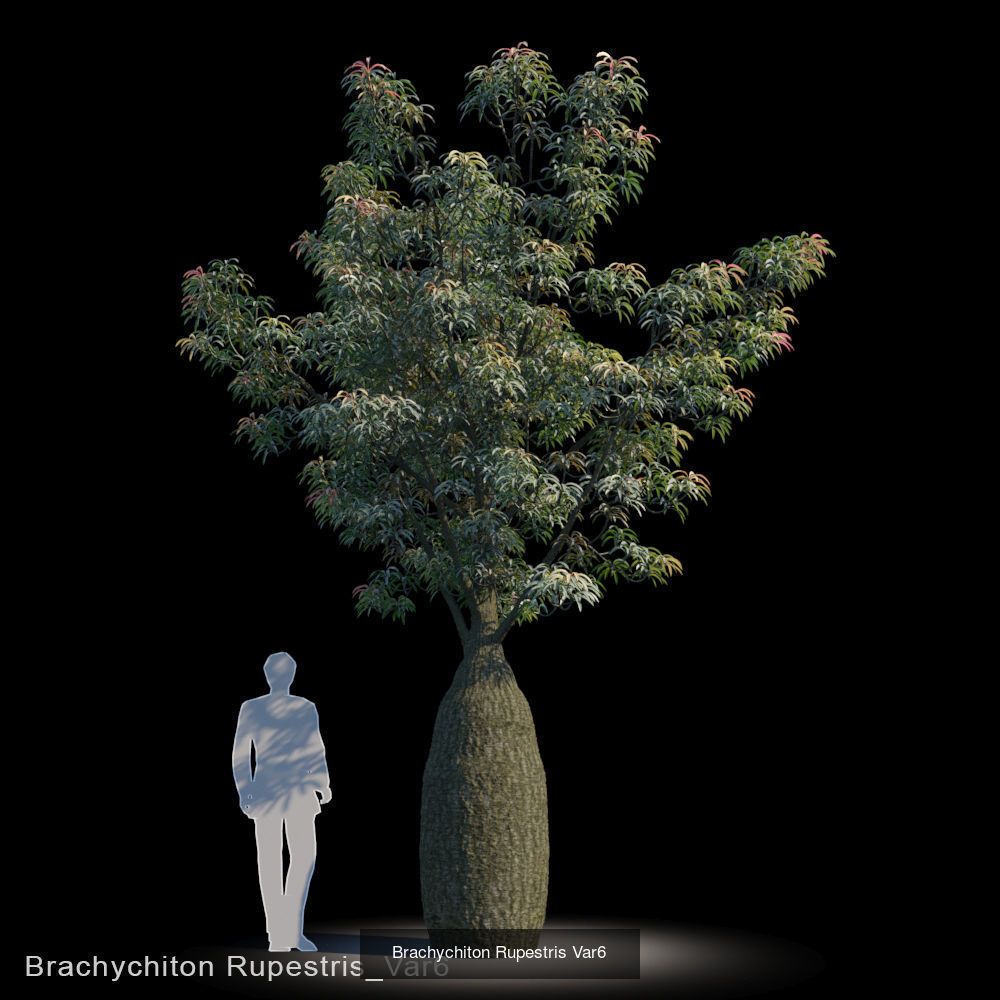 Brachychiton Rupestris 3D Model Collection_6