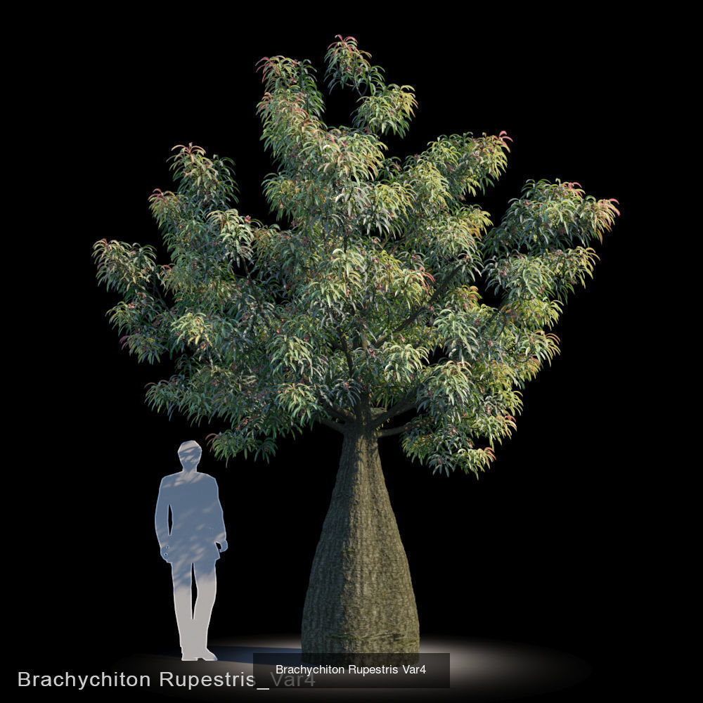 Brachychiton Rupestris 3D Model Collection_4