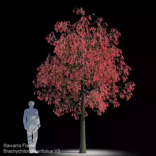 Brachychiton Acerifolius V3