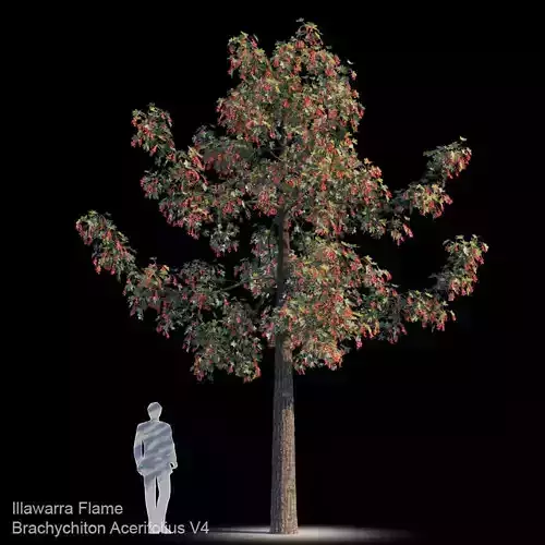 Brachychiton Acerifolius V4