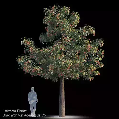 Brachychiton Acerifolius V5