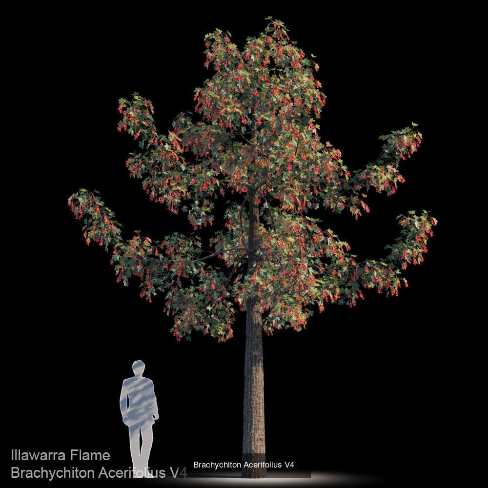 Brachychiton Acerifolius 3D Model Collection_4