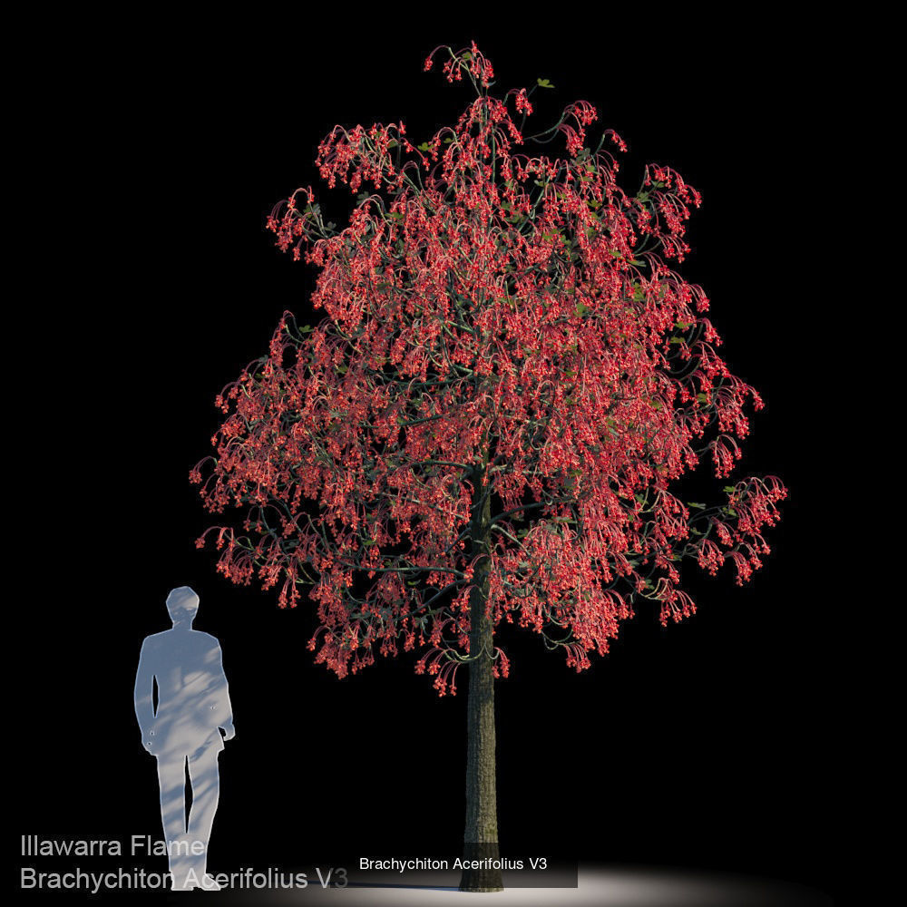 Brachychiton Acerifolius 3D Model Collection_3