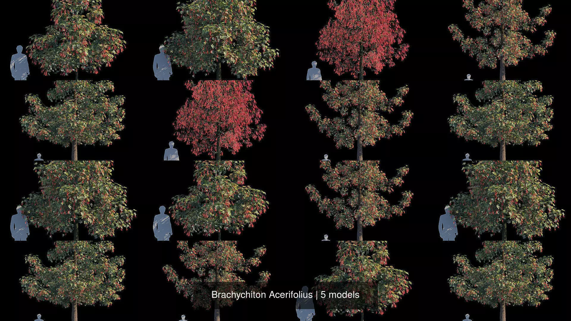 Brachychiton Acerifolius 3D Model Collection_0