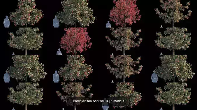 Brachychiton Acerifolius