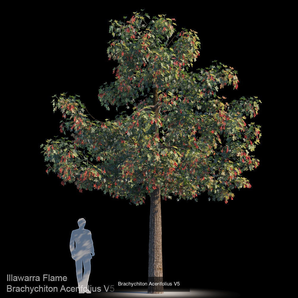 Brachychiton Acerifolius 3D Model Collection_5