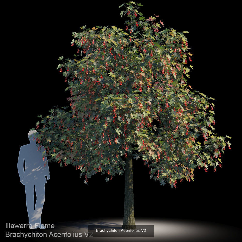 Brachychiton Acerifolius 3D Model Collection_2