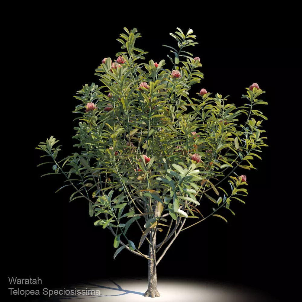 Waratah Telopea Speciosissima Var1 3D model_0