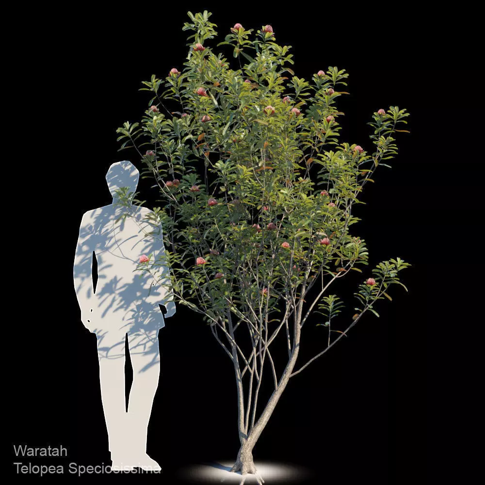 Waratah Telopea Speciosissima Var2 3D model_0