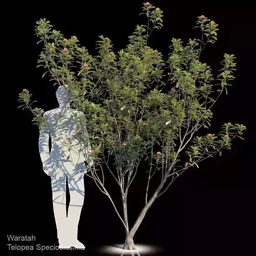 Waratah Telopea Speciosissima Var3