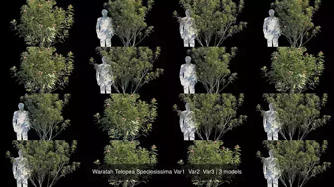 Waratah Telopea Speciosissima Var1  Var2  Var3 3D Model Collection