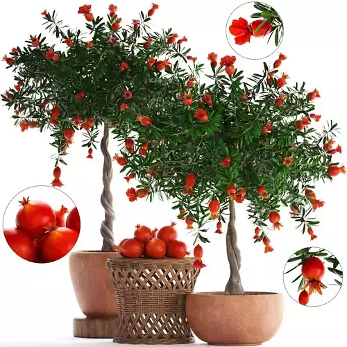 Collection Pomegranate Tree with Fruit