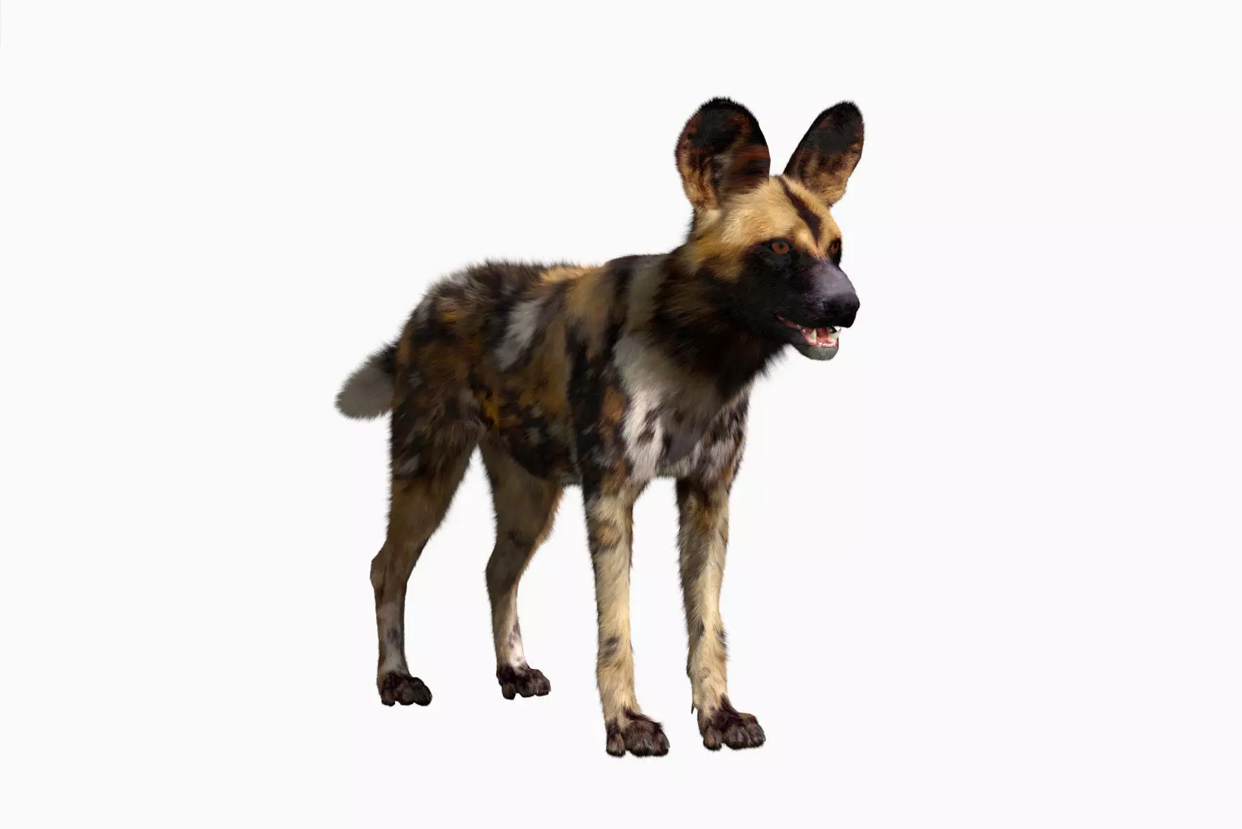 African wild dog 3D model_0