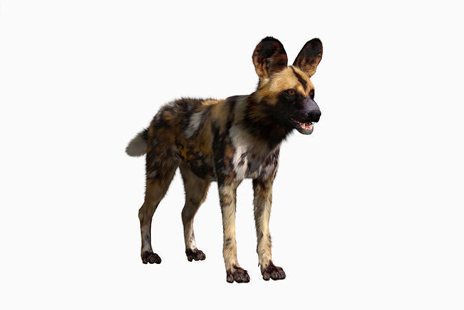 African wild dog 3D model