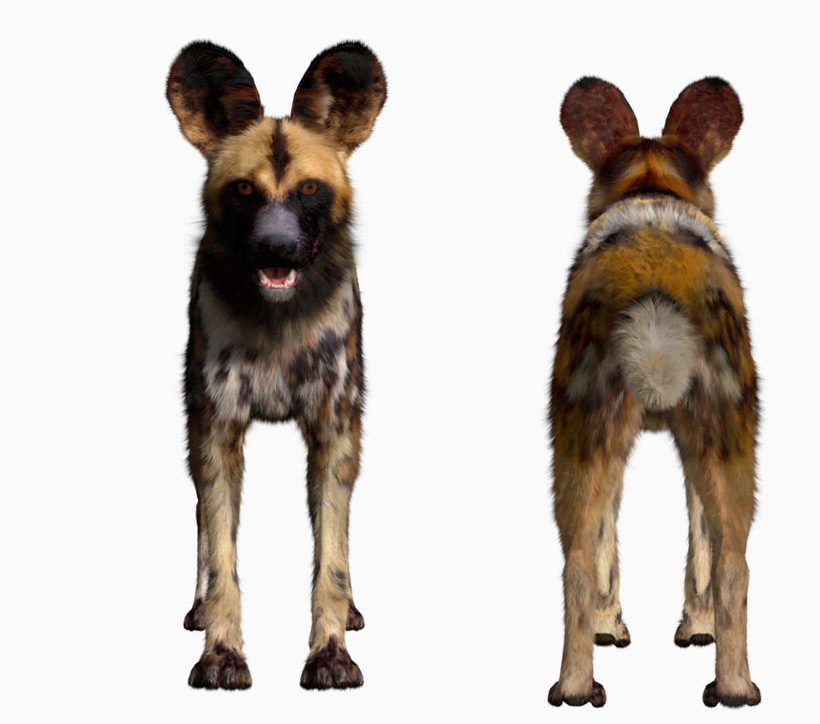 African wild dog 3D model_4