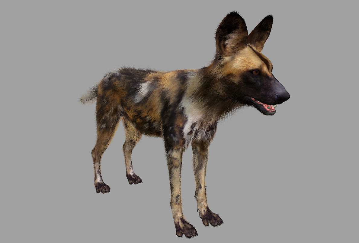 African wild dog 3D model_9