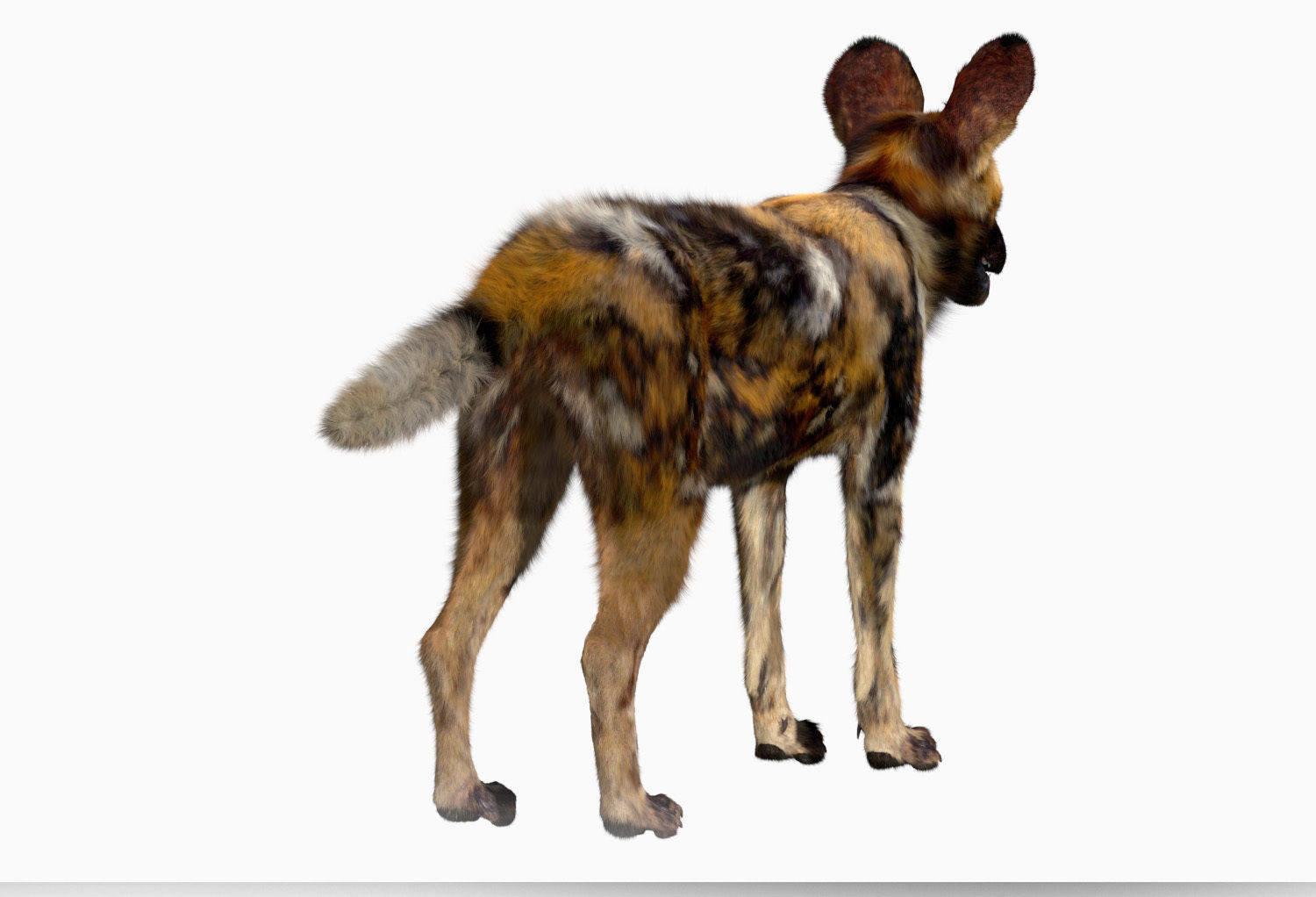African wild dog 3D model_2