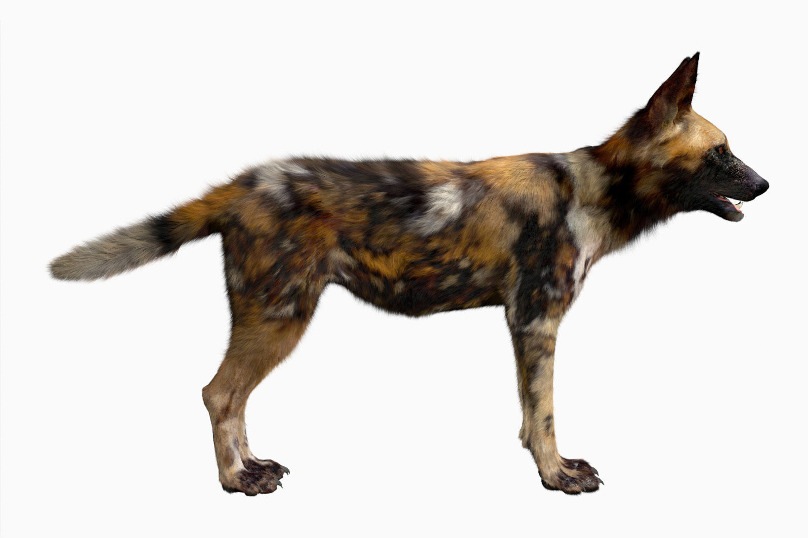 African wild dog 3D model_1