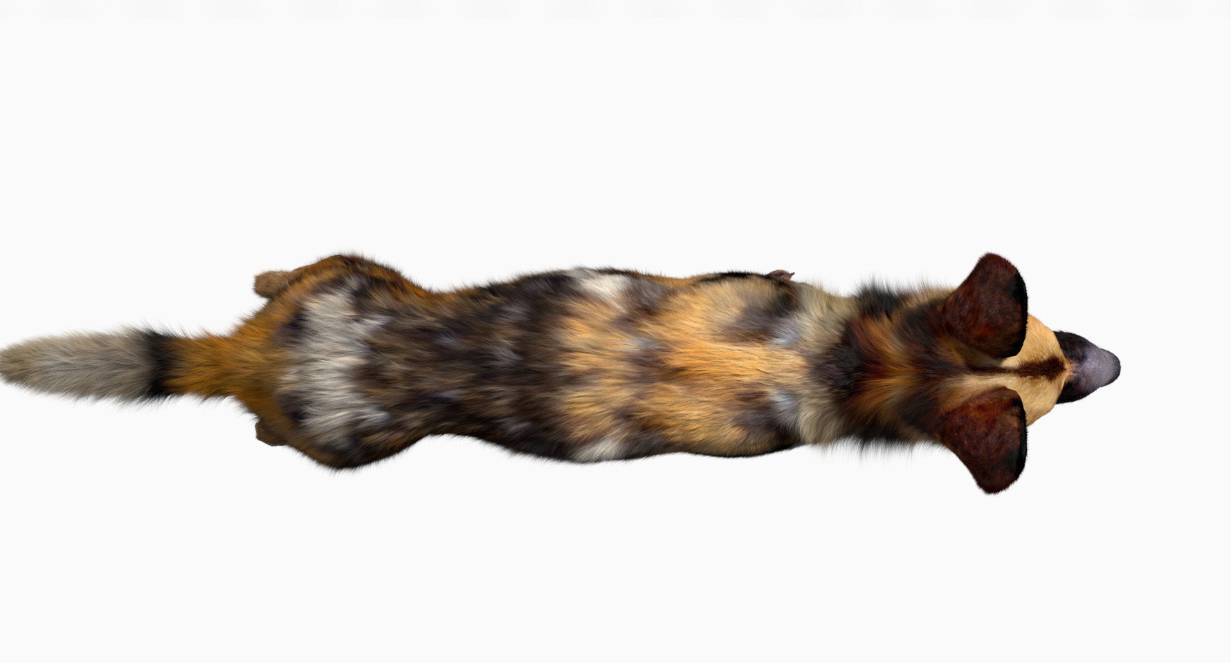 African wild dog 3D model_3