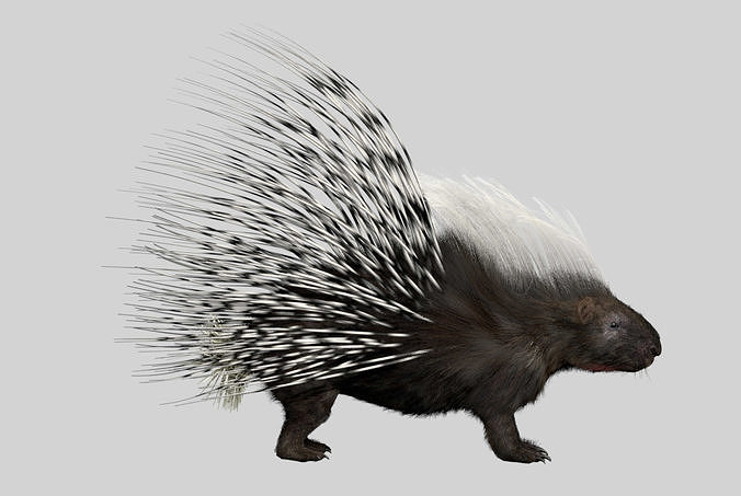 Porcupine 3D model