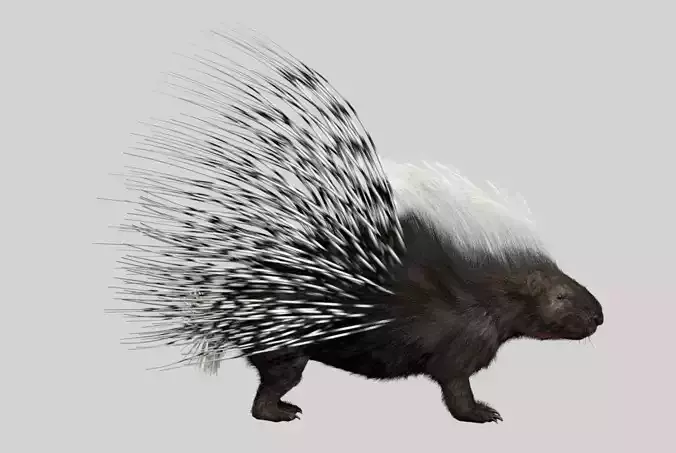 Porcupine