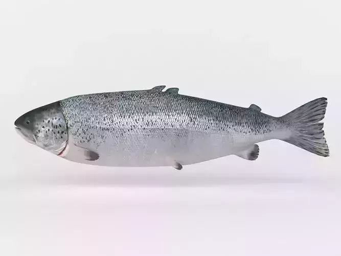 Salmon Fish