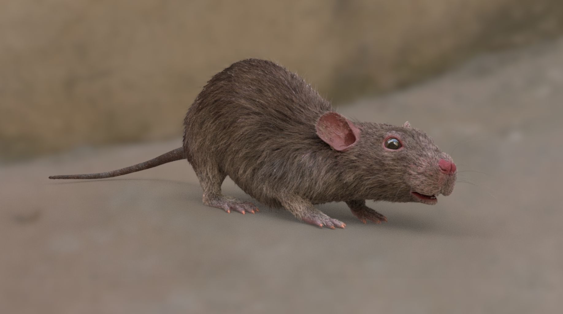 rat rig 3D model_7