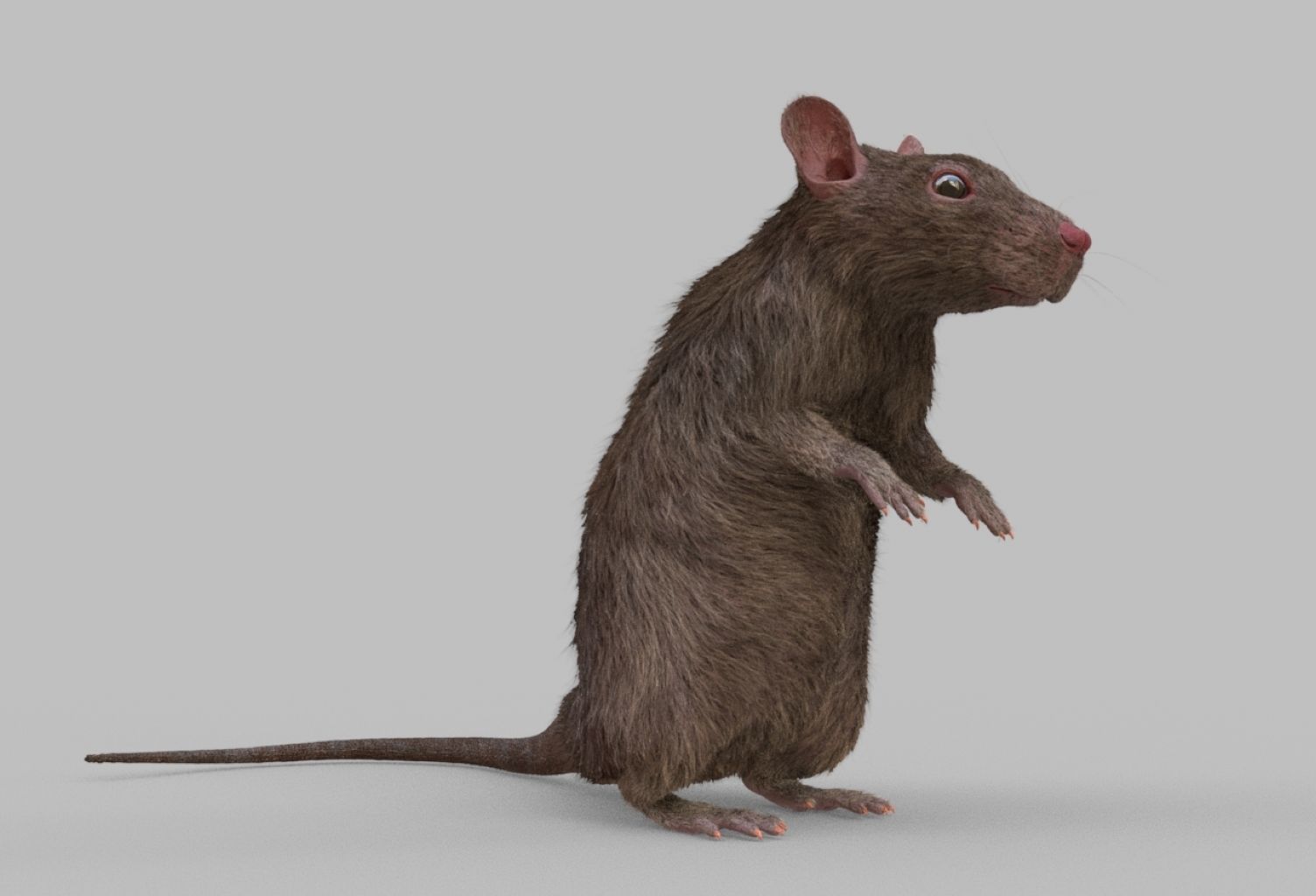 rat rig 3D model_9