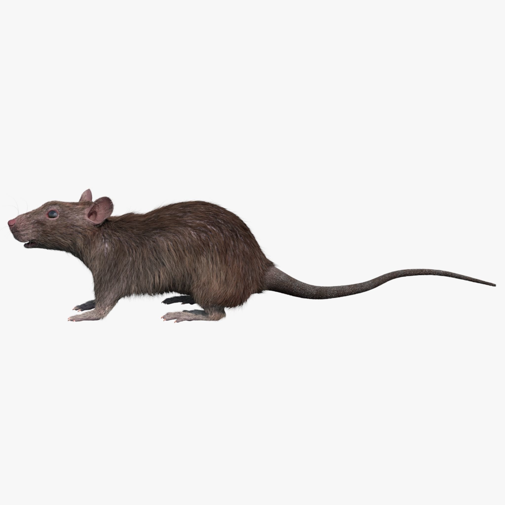 rat rig 3D model_10