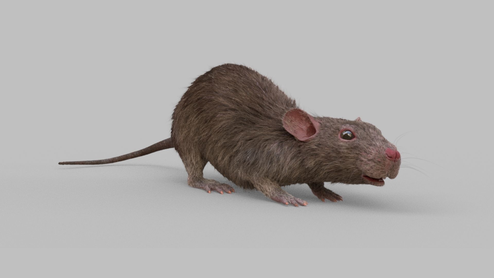 rat rig 3D model_6