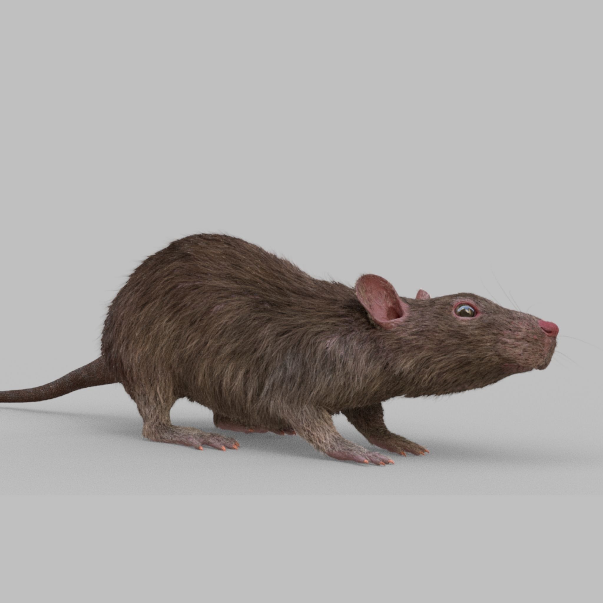 rat rig 3D model_5