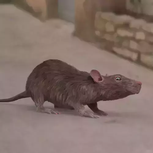 rat rig 3D model