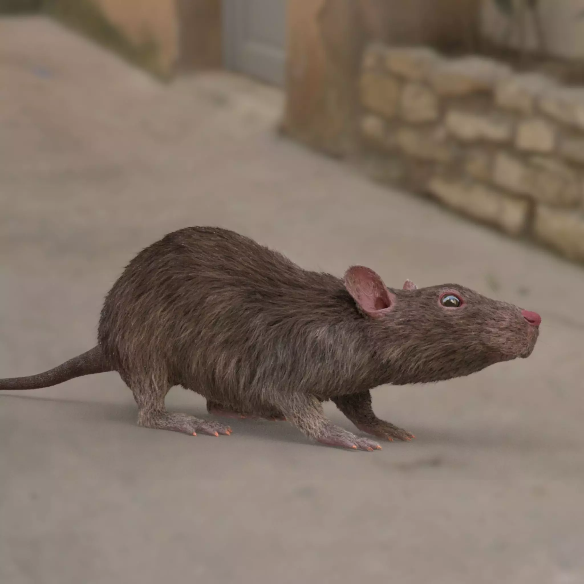 rat rig 3D model_0