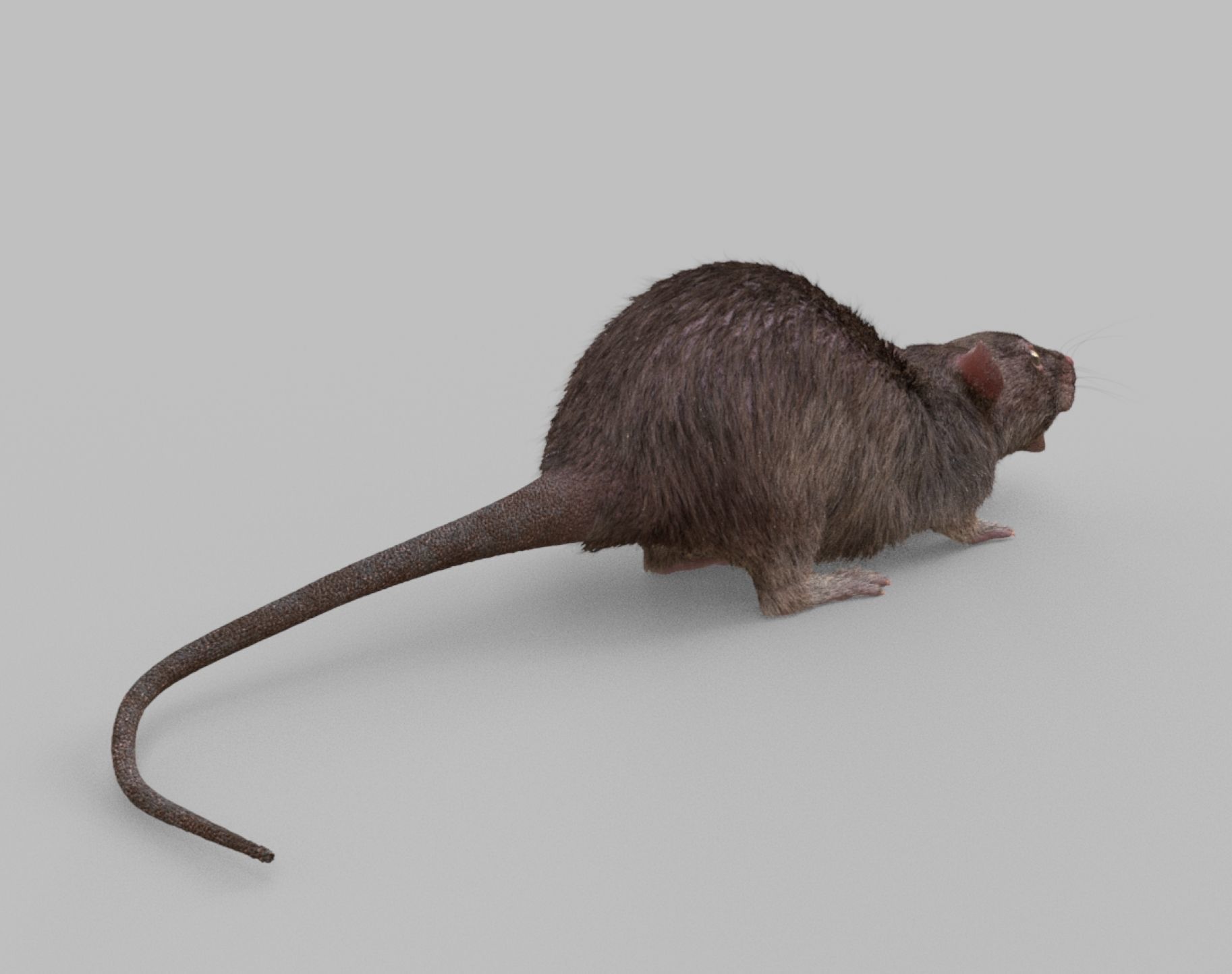 rat rig 3D model_16