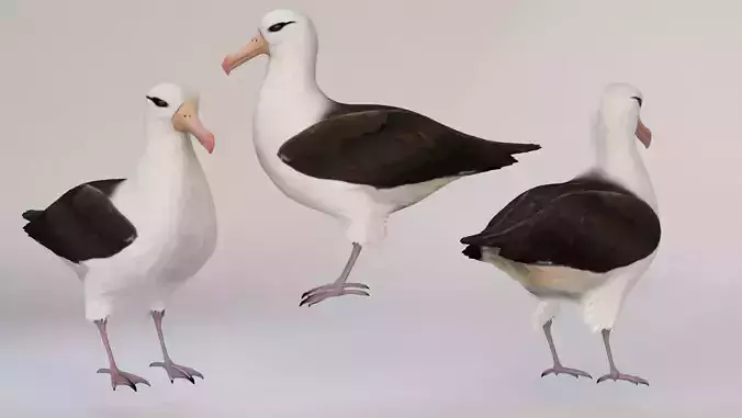 bird Albatross Free 3D model