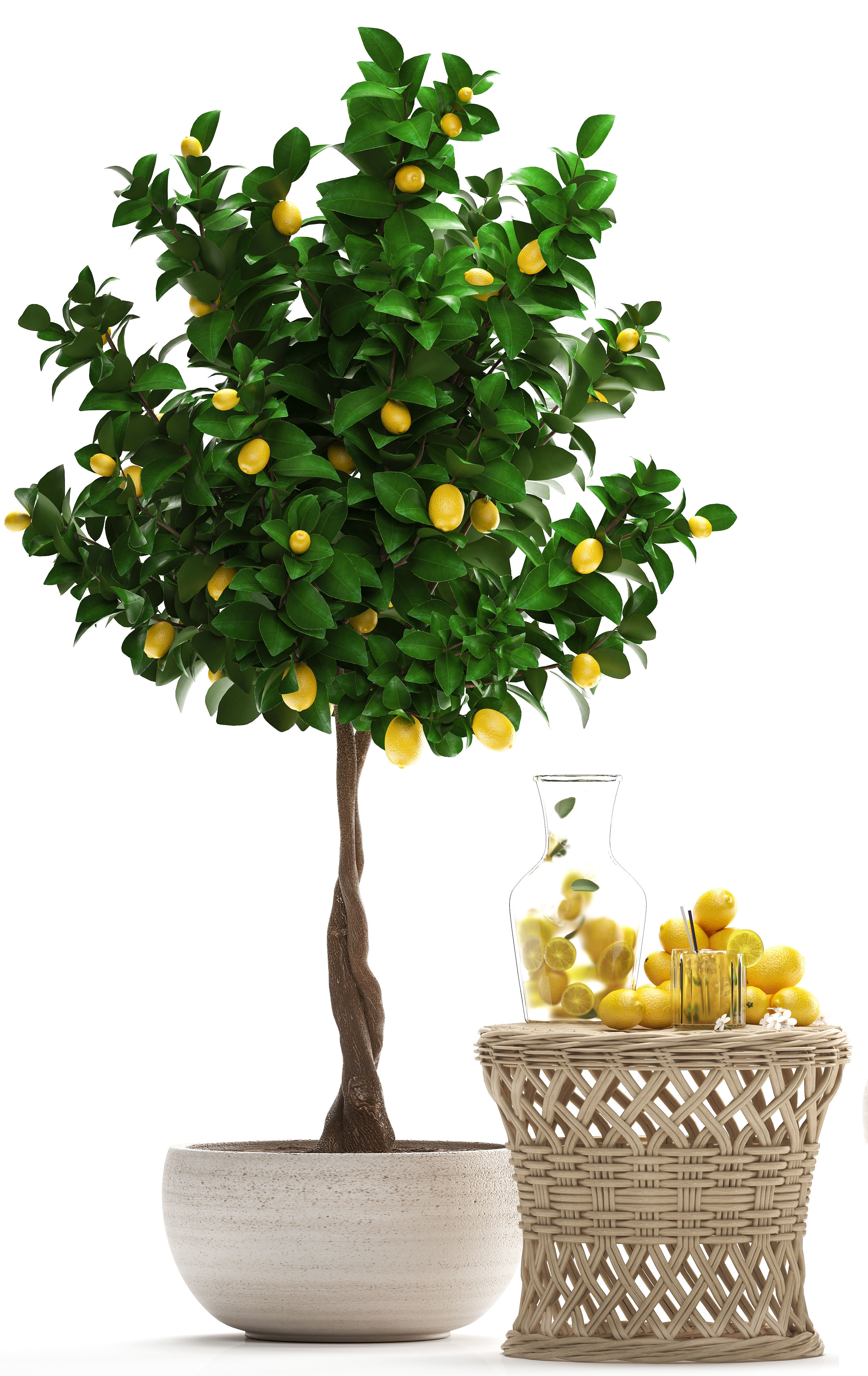 Lemon Tree with Fruit garden tree 3D model_4