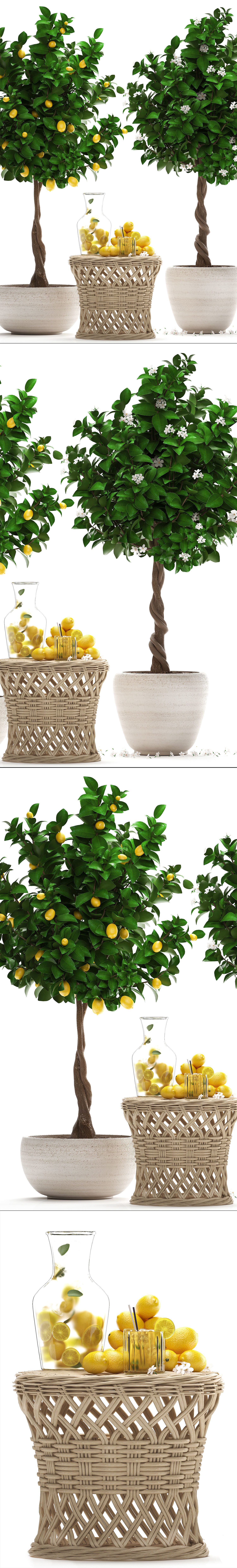 Lemon Tree with Fruit garden tree 3D model_10